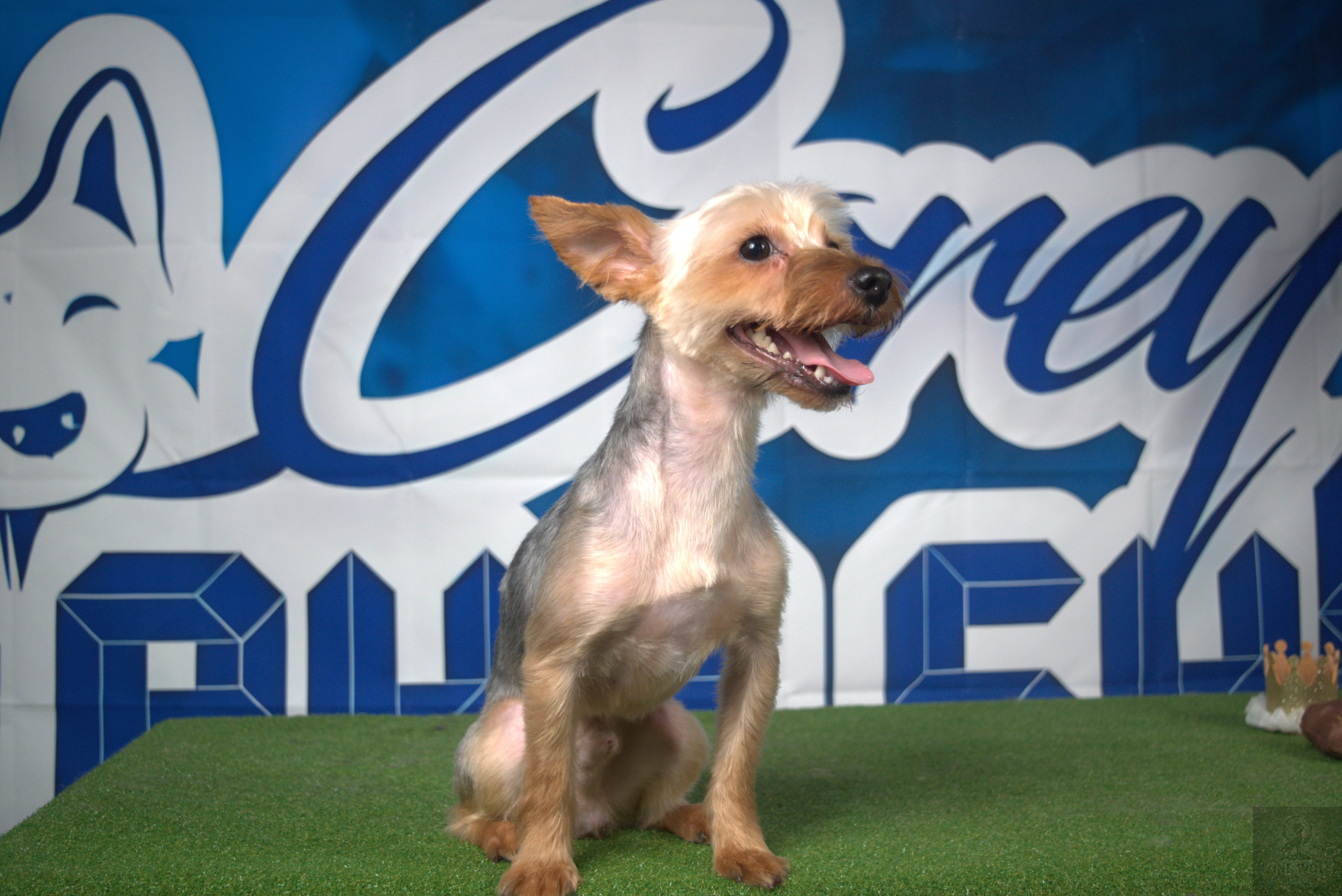 Dog product photo on white background