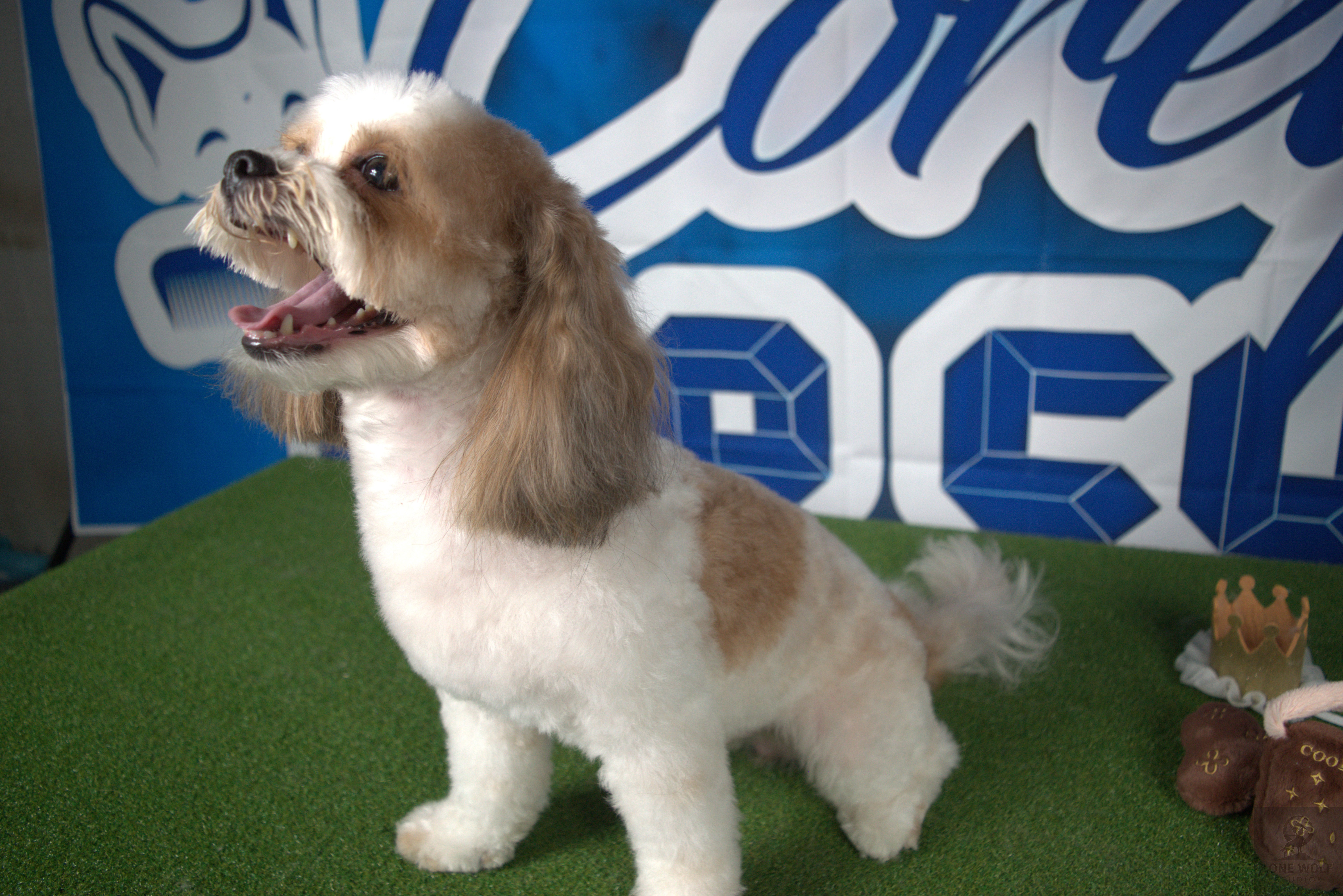 Dog product photo with branding