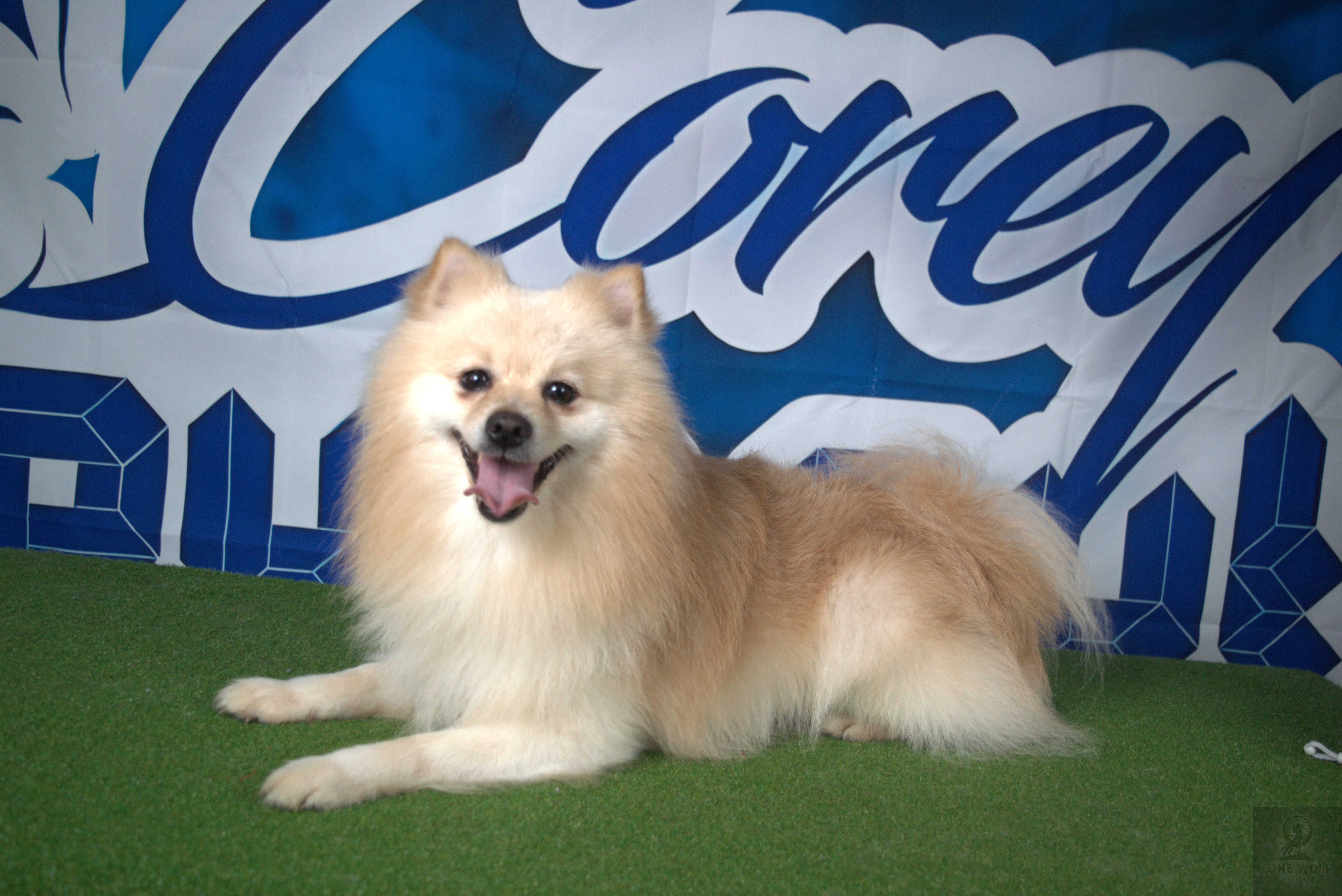 Dog product outdoors