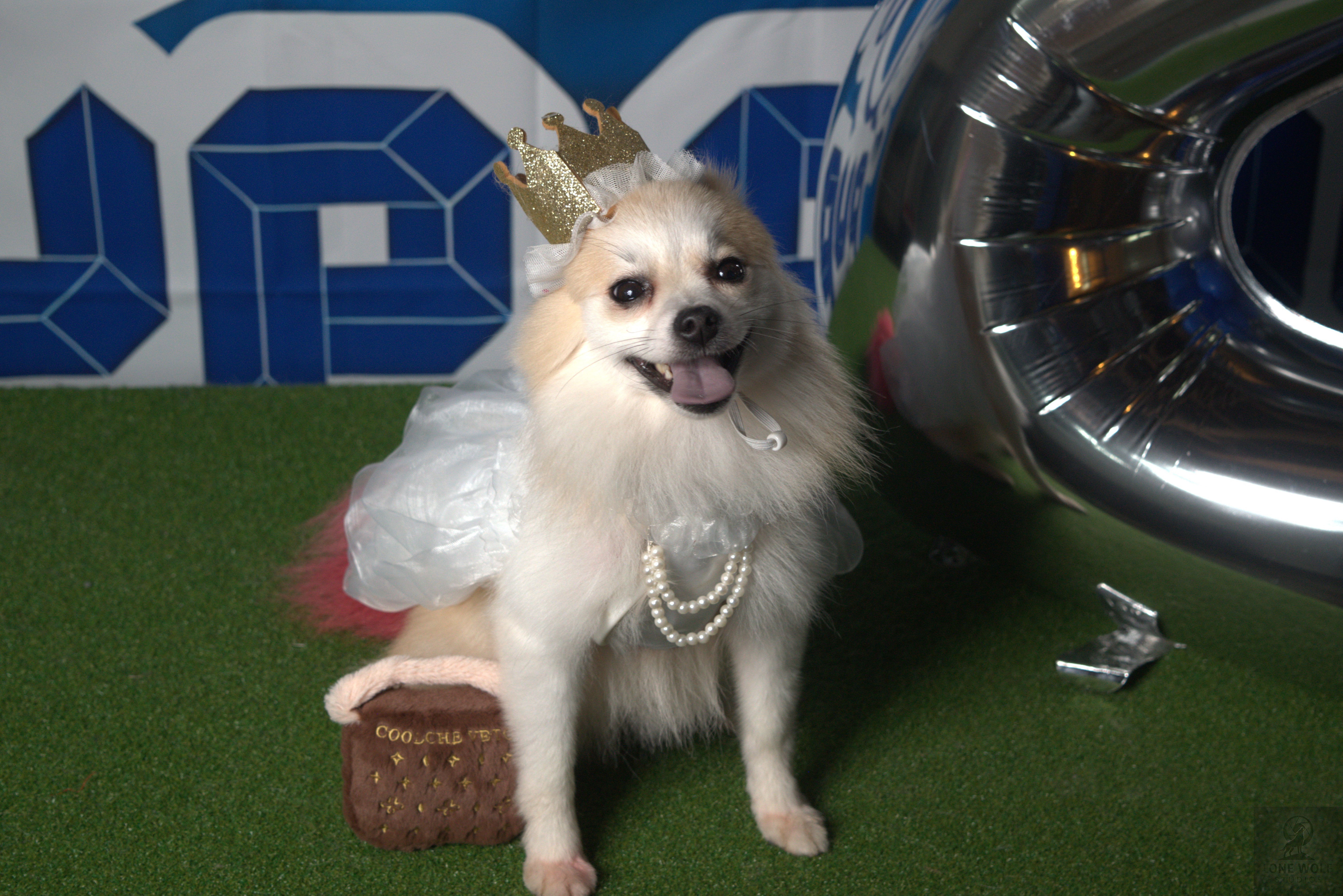 Dog product promotional